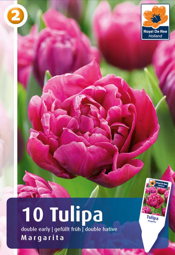 Tulp 'Margarita' 10tk