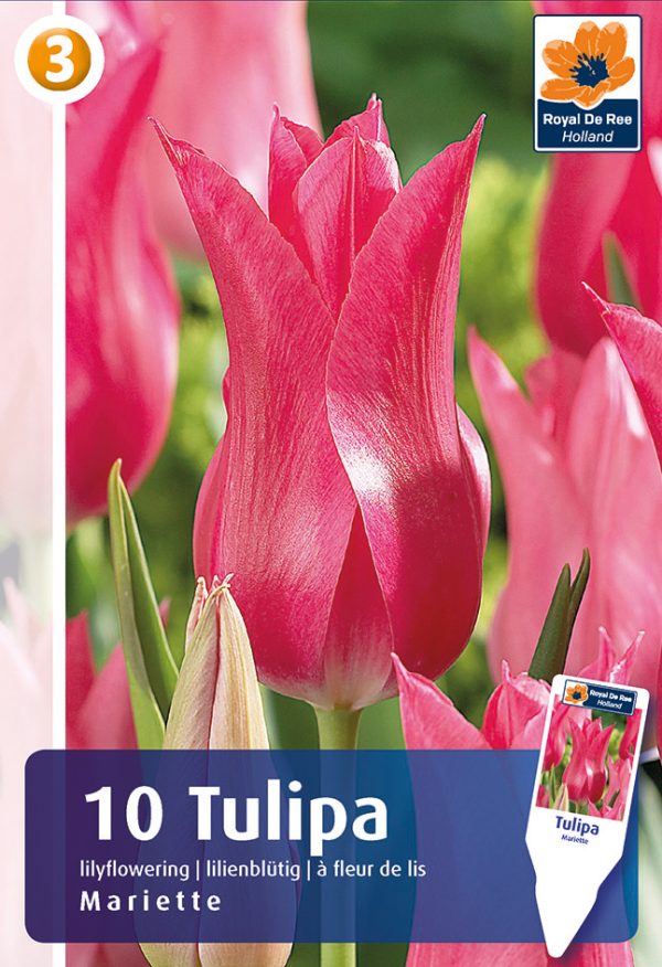 Tulp 'Mariette' 10tk