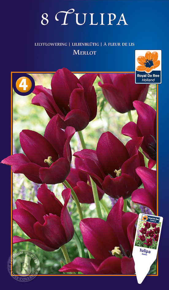 Tulp ‘Merlot’ 8tk