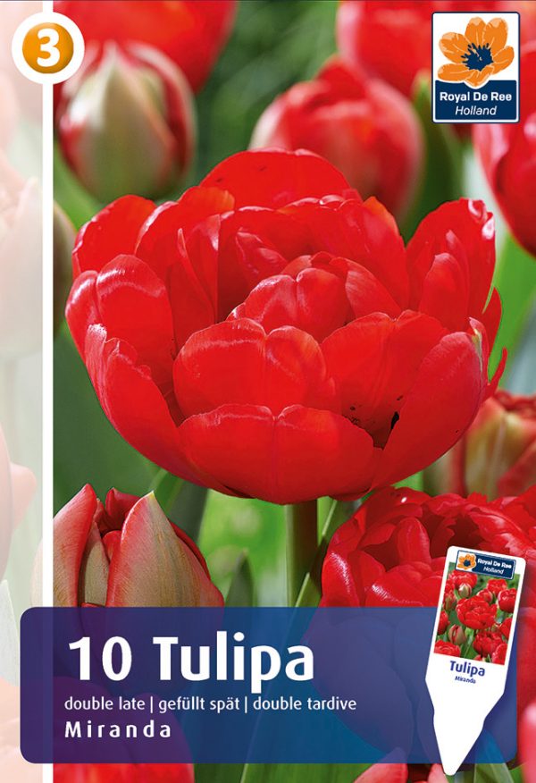 Tulp 'Miranda' 10tk