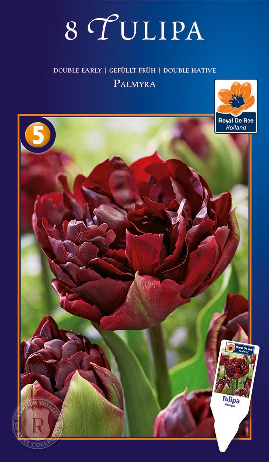 Tulp ‘Palmyra’ 8tk