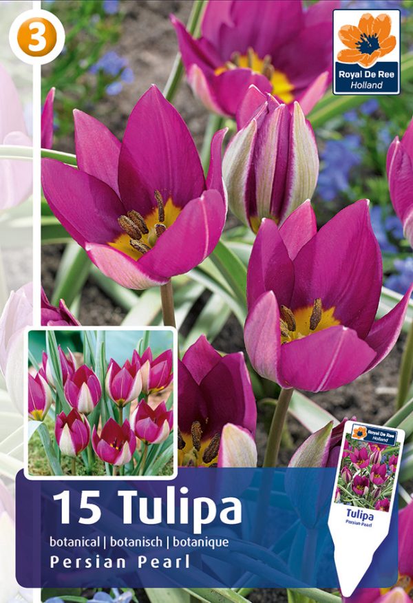 Tulp 'Persian Pearl' 15tk