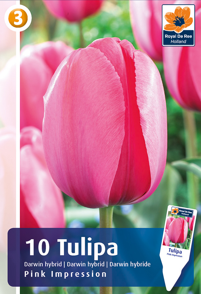 Tulp ‘Pink Impression’ 10tk/pk