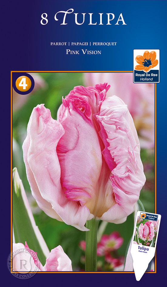 Tulp ‘Pink Vision’ 8tk