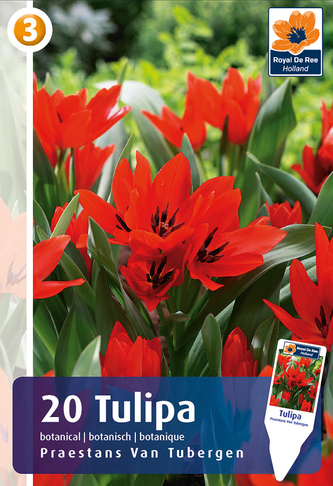 Oivaline tulp ‘Tubergen’ 20tk