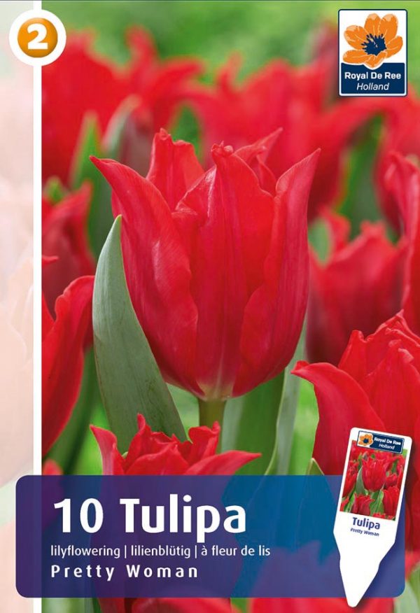 Tulp 'Pretty Woman' 10tk