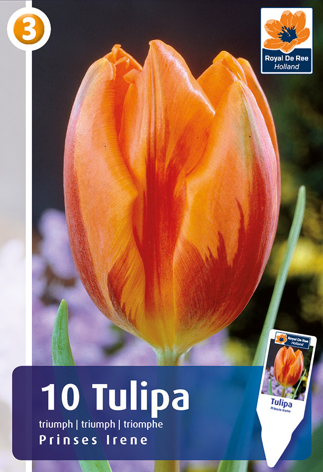 Tulp ‘Princess Irene’ 10tk/pk