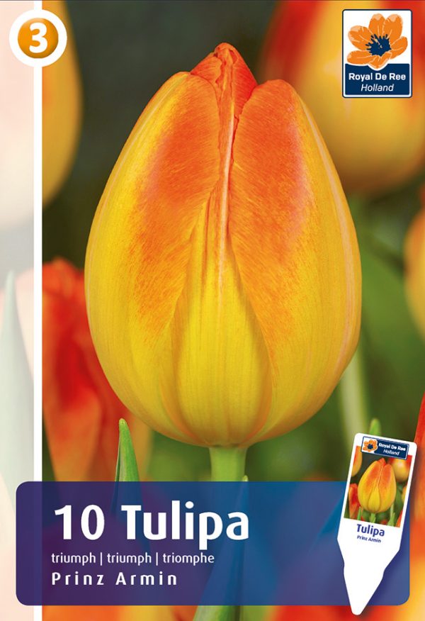 Tulp 'Prince Armin' 10tk