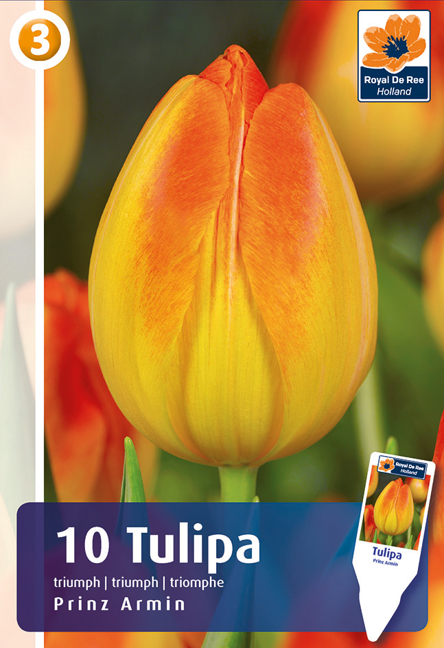 Tulp ‘Prince Armin’ 10tk