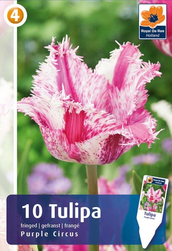 Tulp 'Purple Circus' 10tk