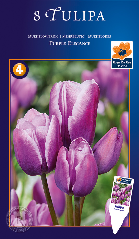 Tulp ‘Purple Elegance’ 8tk