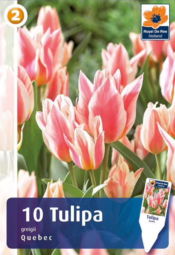 Greigi tulp 'Quebec' 10tk