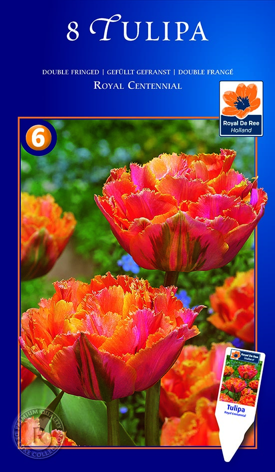 Tulp ‘Royal Centennial’ 8tk