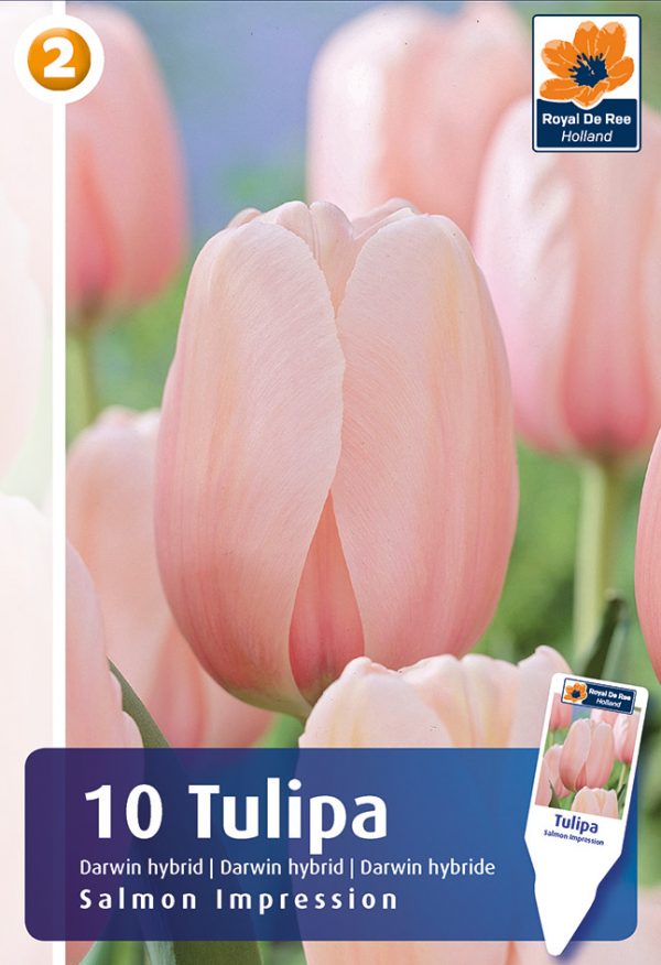 Tulp 'Salmon Impression' 10tk