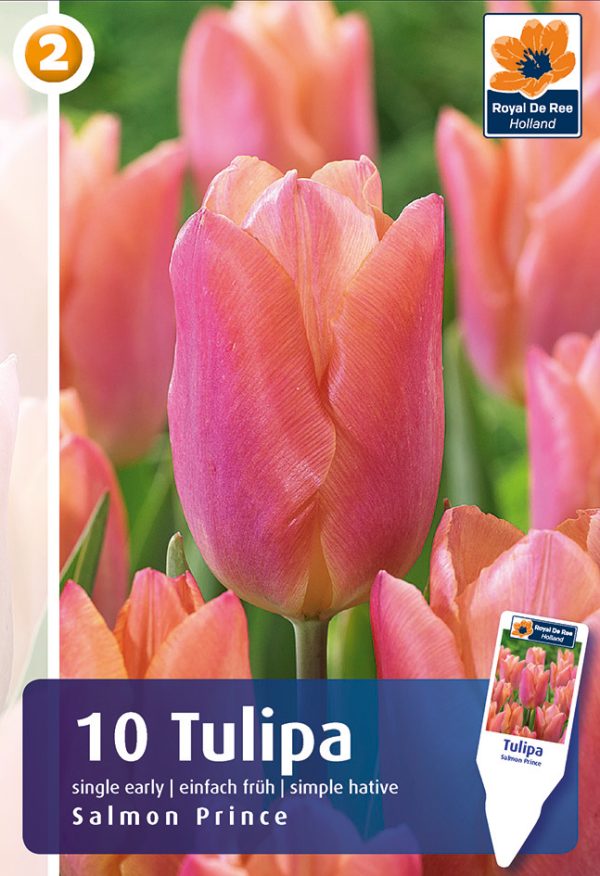 Tulp 'Salmon Prince' 10tk