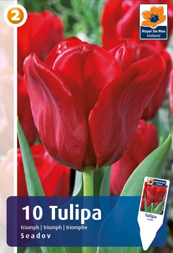 Tulp 'Seadov' 10tk