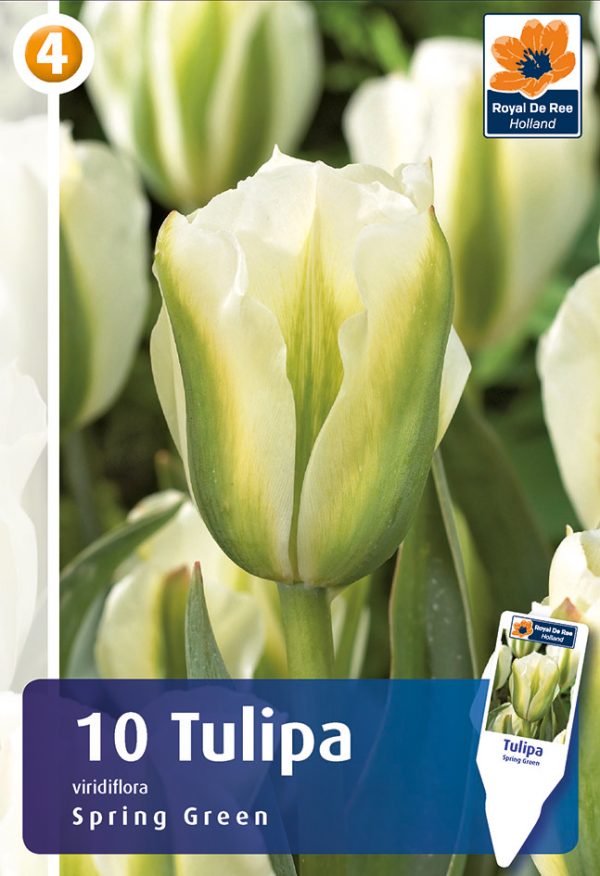 Tulp 'Spring Green' 10tk