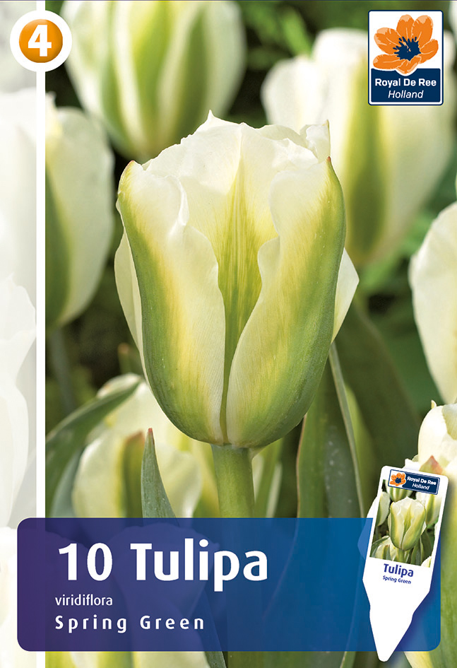 Tulp ‘Spring Green’ 10tk