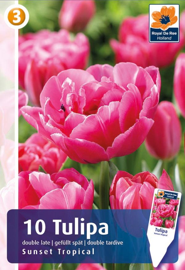 Tulp 'Sunset Tropical' 10tk