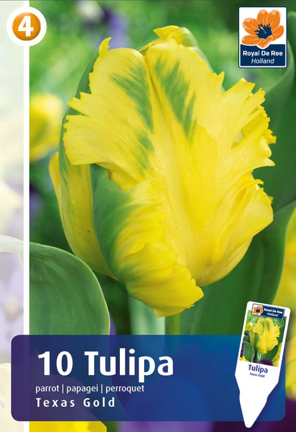 Tulp 'Texas Gold' 10tk