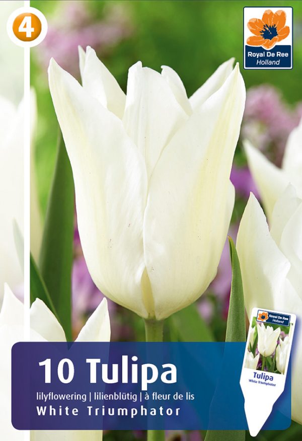 Tulp 'White Triumphator' 10tk