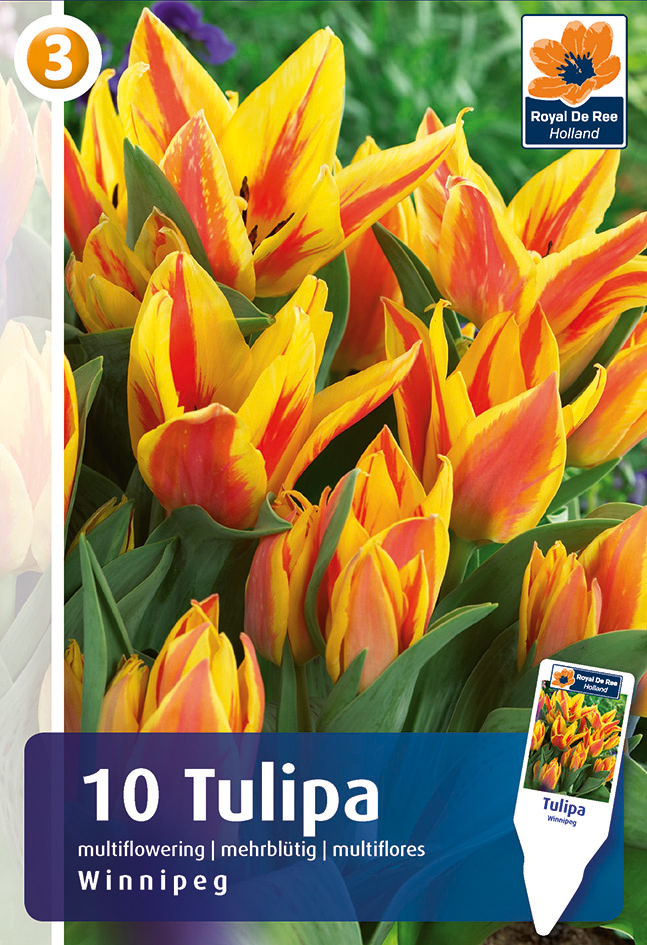 Greigi tulp ‘Winnipeg’ 10tk/pakis