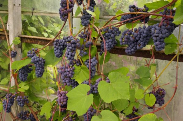 Viinapuu 'Zilga' /Eestis kasvatatud