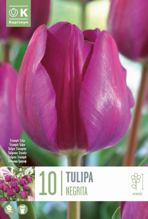 Tulp ‘Negrita’ 10tk