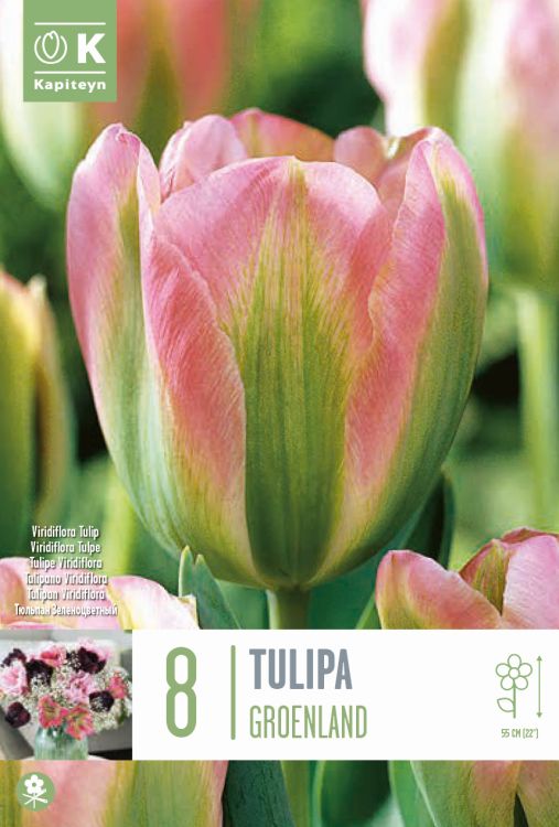 Tulp ‘Groenland’ 8tk