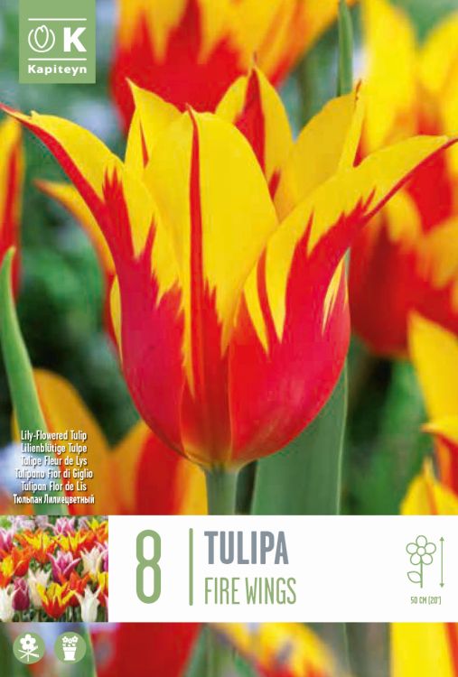 Tulp ‘Fire Wings’ 8tk