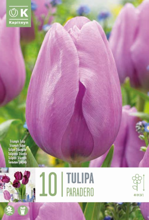 Tulp ‘Paradero’ 10tk