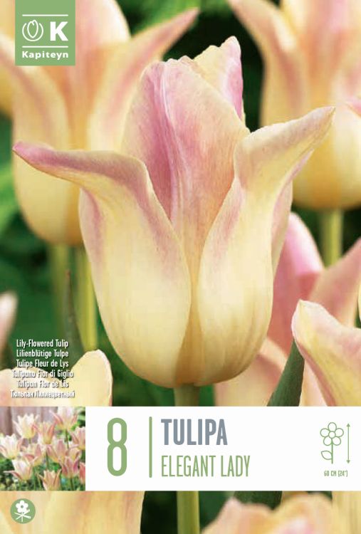 Tulp ‘Elegant Lady’ 8tk