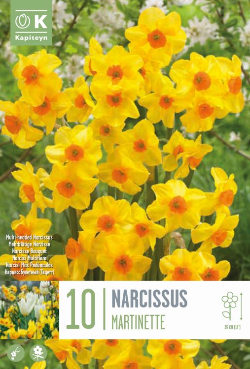 Nartsiss ‘Martinette’ 10tk