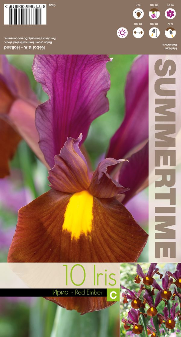 Hollandi iiris 'Red Ember' 10tk/pk