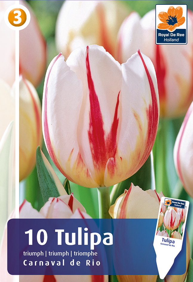 Tulp ‘Carnaval De Rio’ 10tk