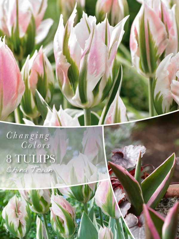 Tulp 'China Town' 8tk