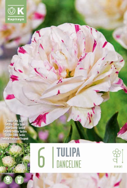 Tulp ‘Danceline’ 6tk