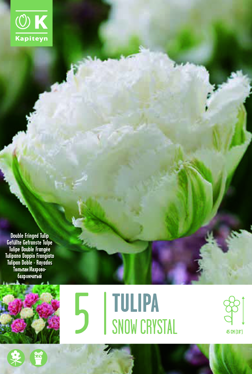 Tulp ‘Snow Crystal’ 5tk