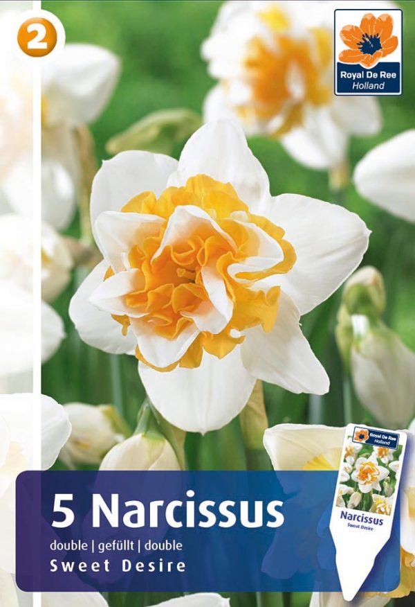 Nartsiss 'Sweet Desire' 5tk