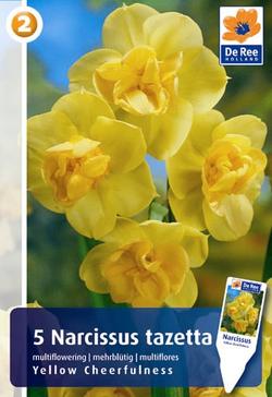 Nartsiss ‘Yellow Cheerfulness’ 5tk