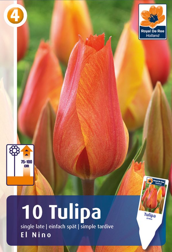 Tulp 'El Nino' 10tk