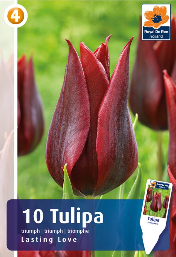 Tulp 'Lasting Love' 10tk