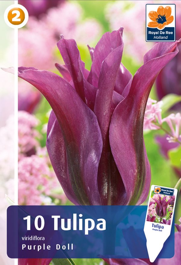 Tulp 'Purple Doll' 10tk