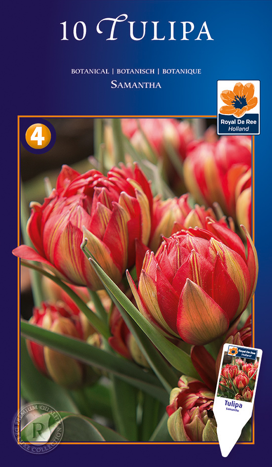 Tulp ‘Samantha’ 10tk