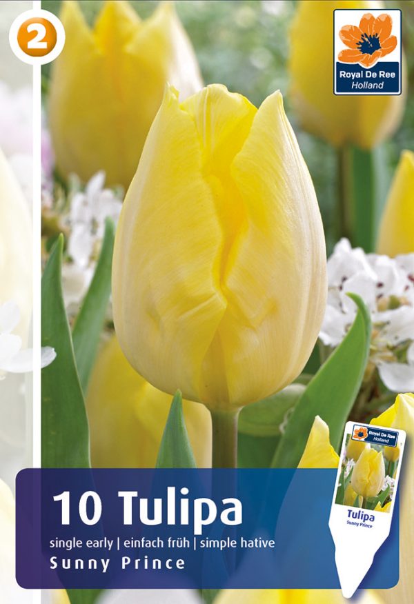 Tulp 'Sunny Prince' 10tk