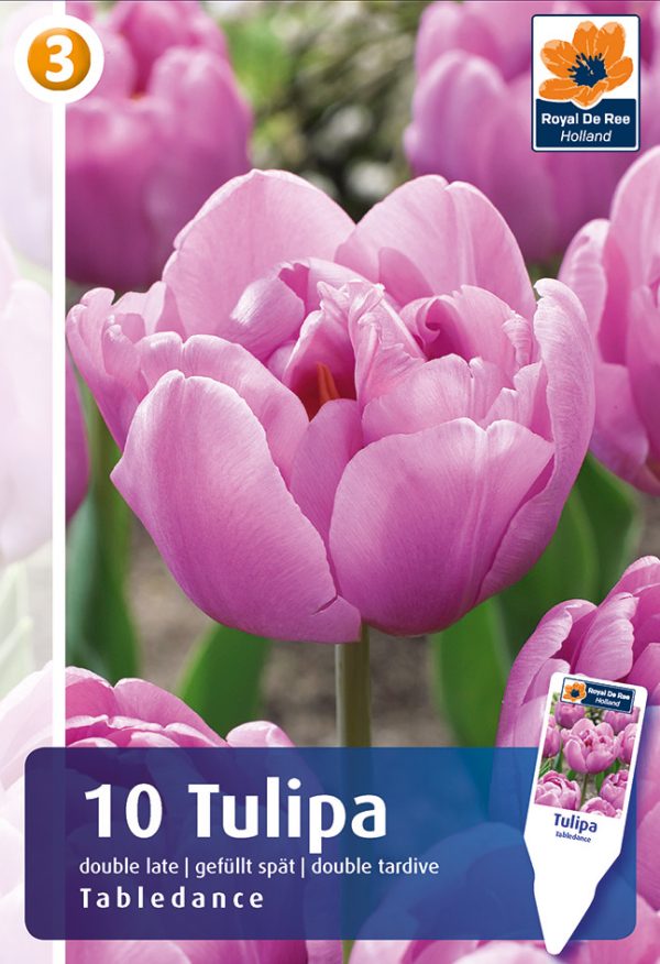 Tulp 'Tabledance' 10tk