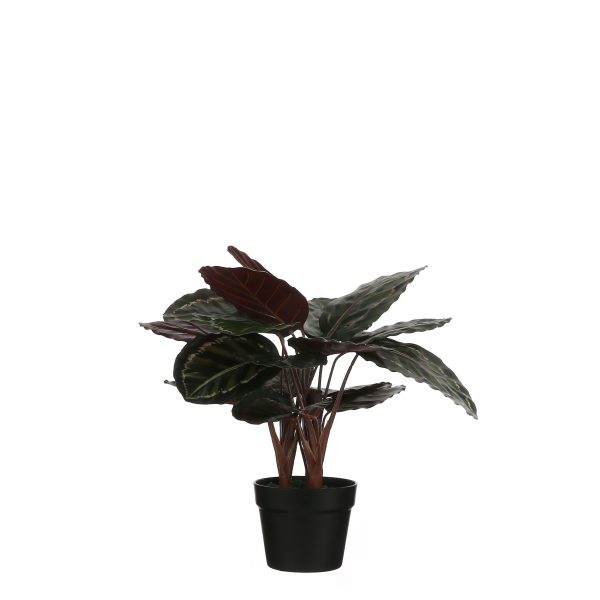 Kunstlill Calathea/tiigerlehik potis 60x40cm roheline