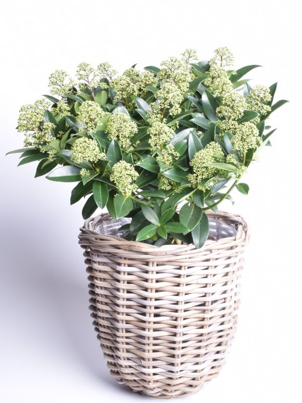 Jaapani skimmia 'Finchy' P26