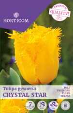 Tulp ‘Crystal Star’ 7tk