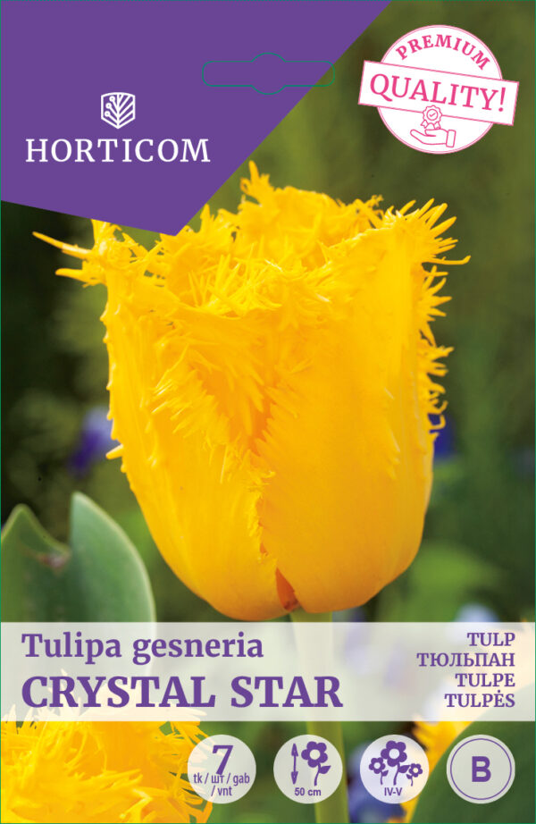 Tulp 'Crystal Star' 7tk